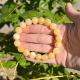 Bracelet 10mm en calcite jaune