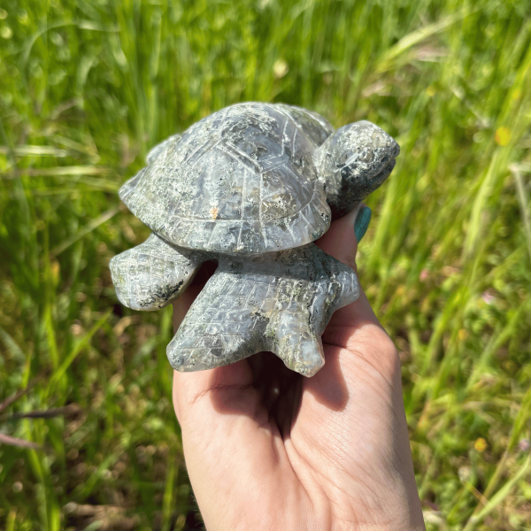 Tortue agate mousse