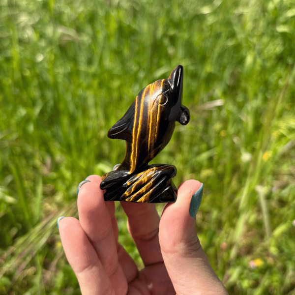 Dauphin en oeil de tigre