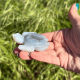 Tortue de mer en agate