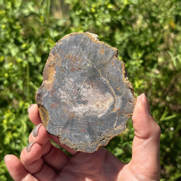Bois fossile de Madagascar