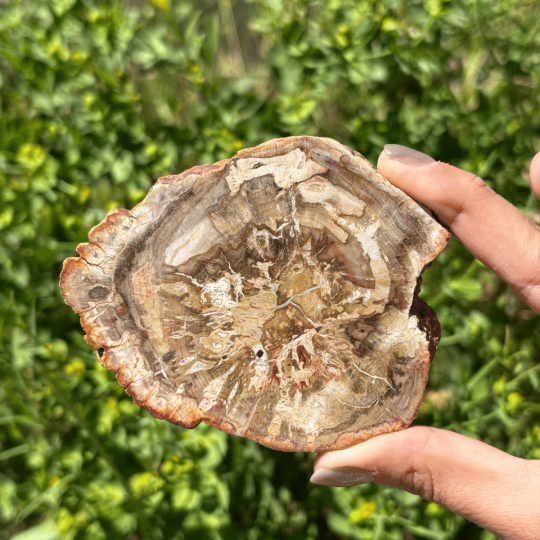 Bois fossile de Madagascar