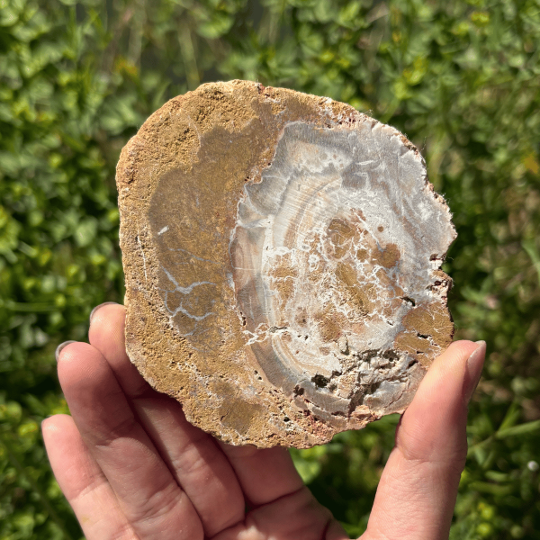 Bois fossile de Madagascar
