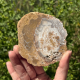Bois fossile de Madagascar