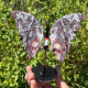 Papillon en agate crazy lace du Mexique