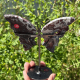 Papillon en agate crazy lace du Mexique