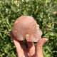 Crâne en agate fleur de Madagascar