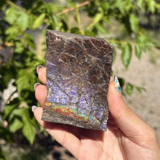 Ammolite du Canada