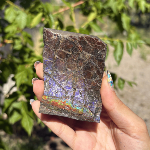 Ammolite du Canada