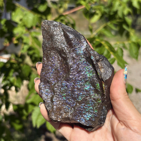 Ammolite du Canada