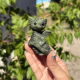 Dragon en jade
