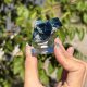 Apatite du Brésil