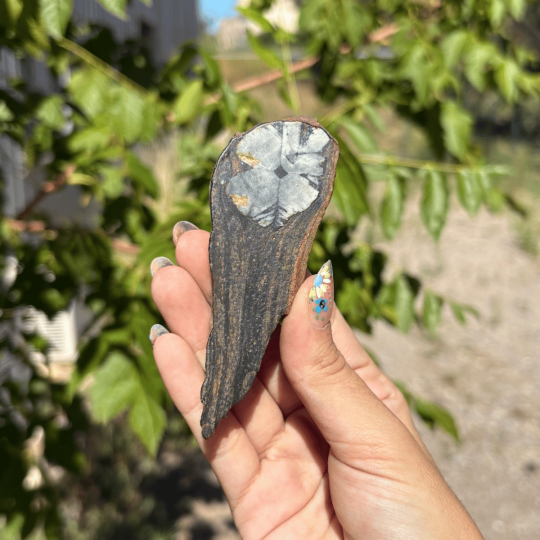 Chiastolite d'Espagne