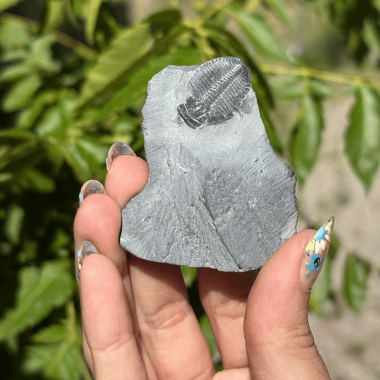 Trilobite Elrathia Kingii de l'Utah