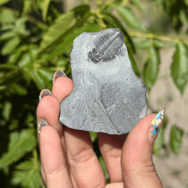Trilobite Elrathia Kingii de l'Utah