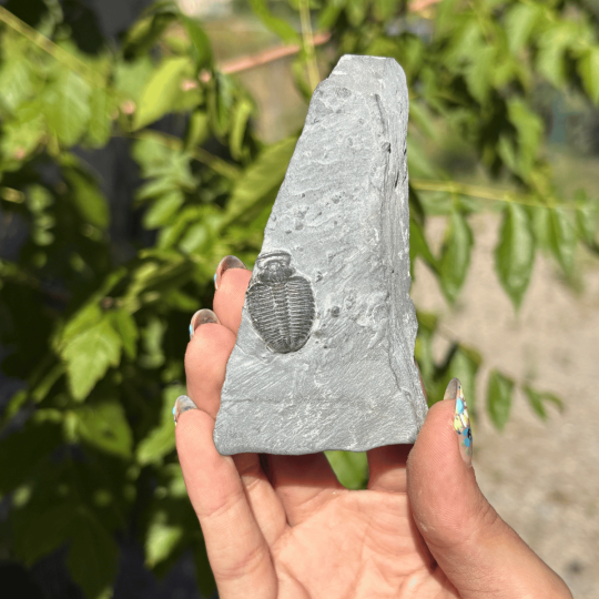 Trilobite Elrathia Kingii de l'Utah
