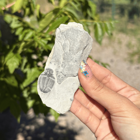 Trilobite Elrathia Kingii de l'Utah