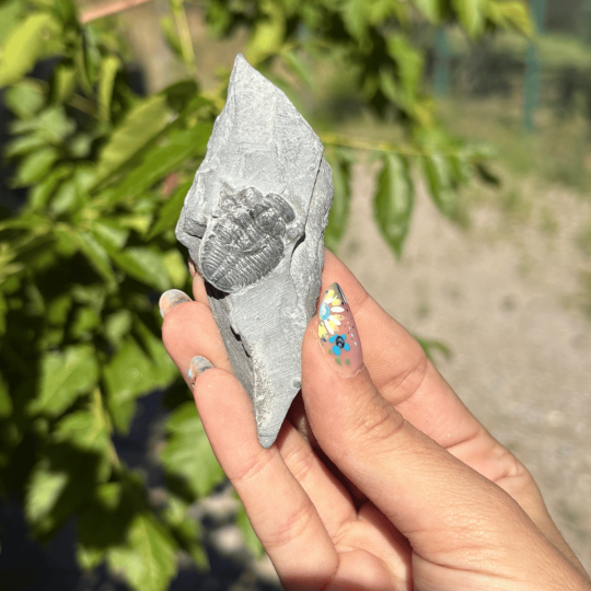 Trilobite Elrathia Kingii de l'Utah