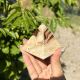 Pyramide en aragonite