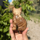 Chat en aragonite