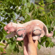 Panthère en opale rose du Pérou